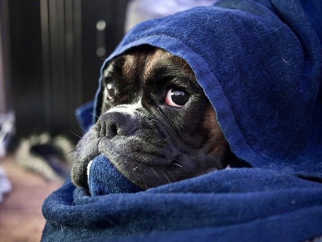 boxer dog feeling so cold