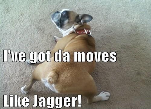 boxer dog got the moves like jagger picture