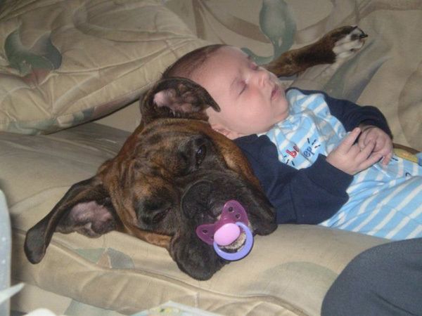 boxer dog holding little baby picture