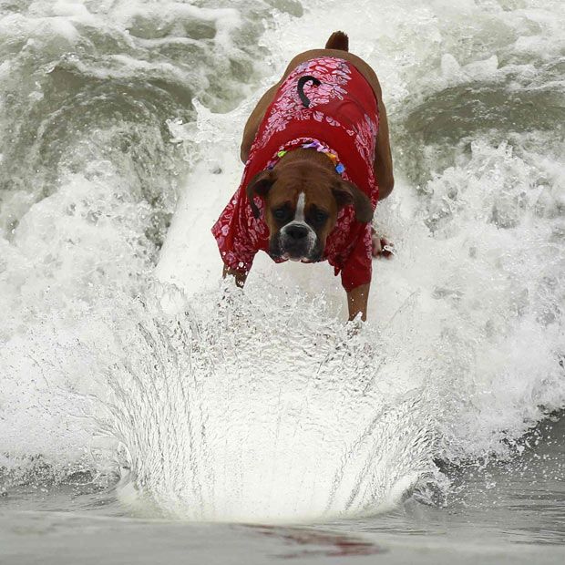 boxer dog just want to have fun picture