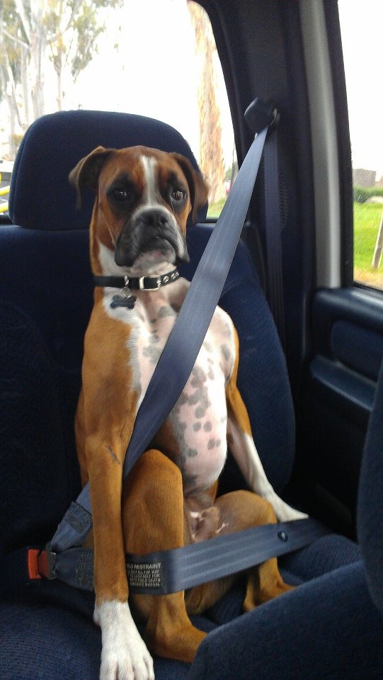 funny boxer dog who is confused picture
