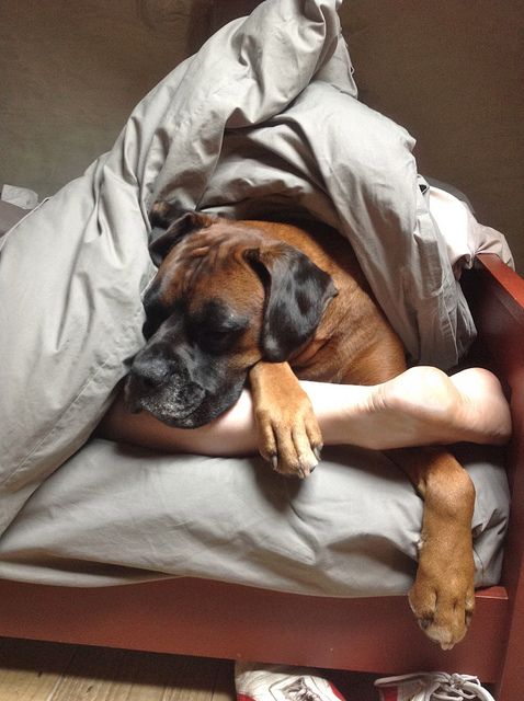 lazy sunday morning boxer dog picture
