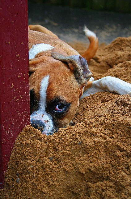 no mommy I did not bury the food boxer picture