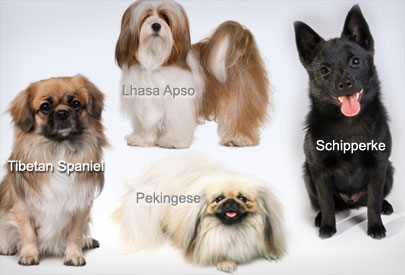 some of small dogs breeds
