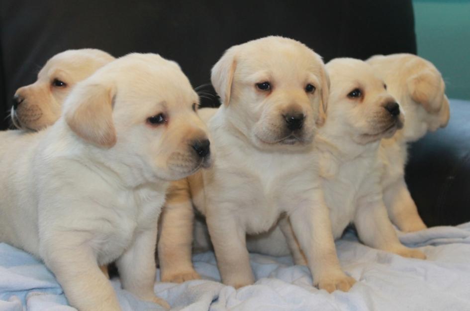 5 Labrador Puppies Picture