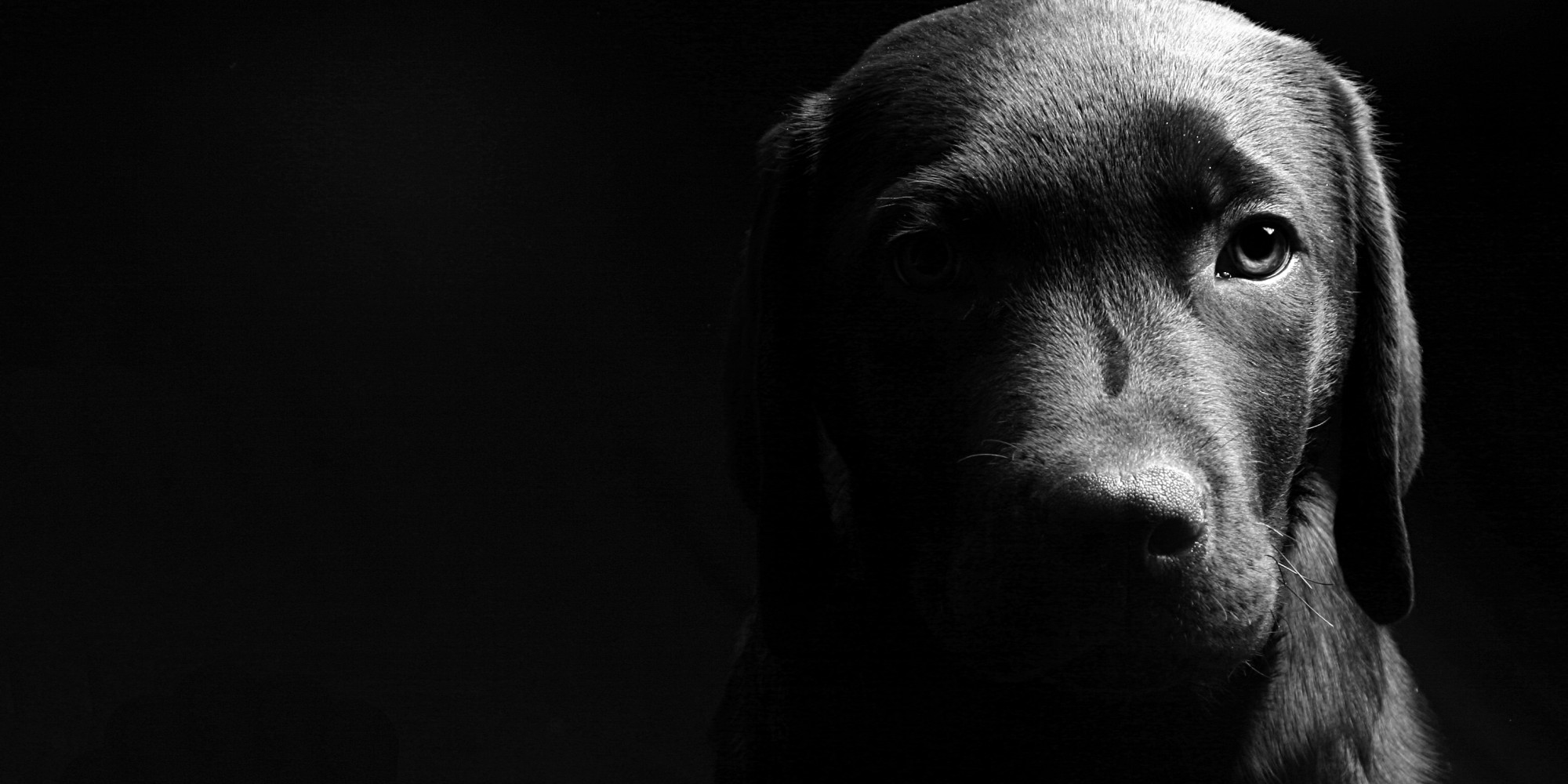 black dog syndrome photos
