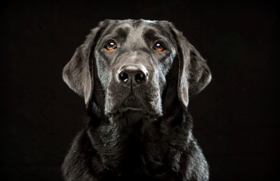 black dog syndrome pictures