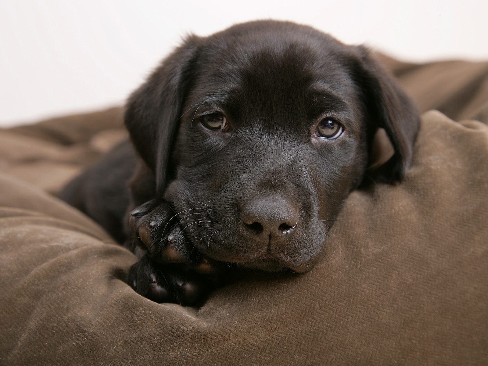 Black Labrador Retriever Puppy Images