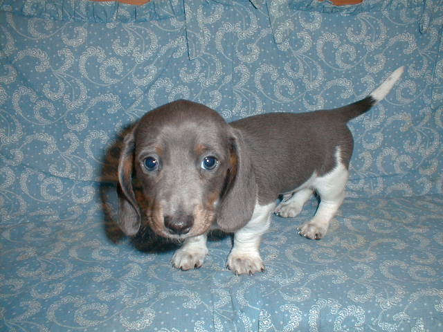 blue dachshund dog picture