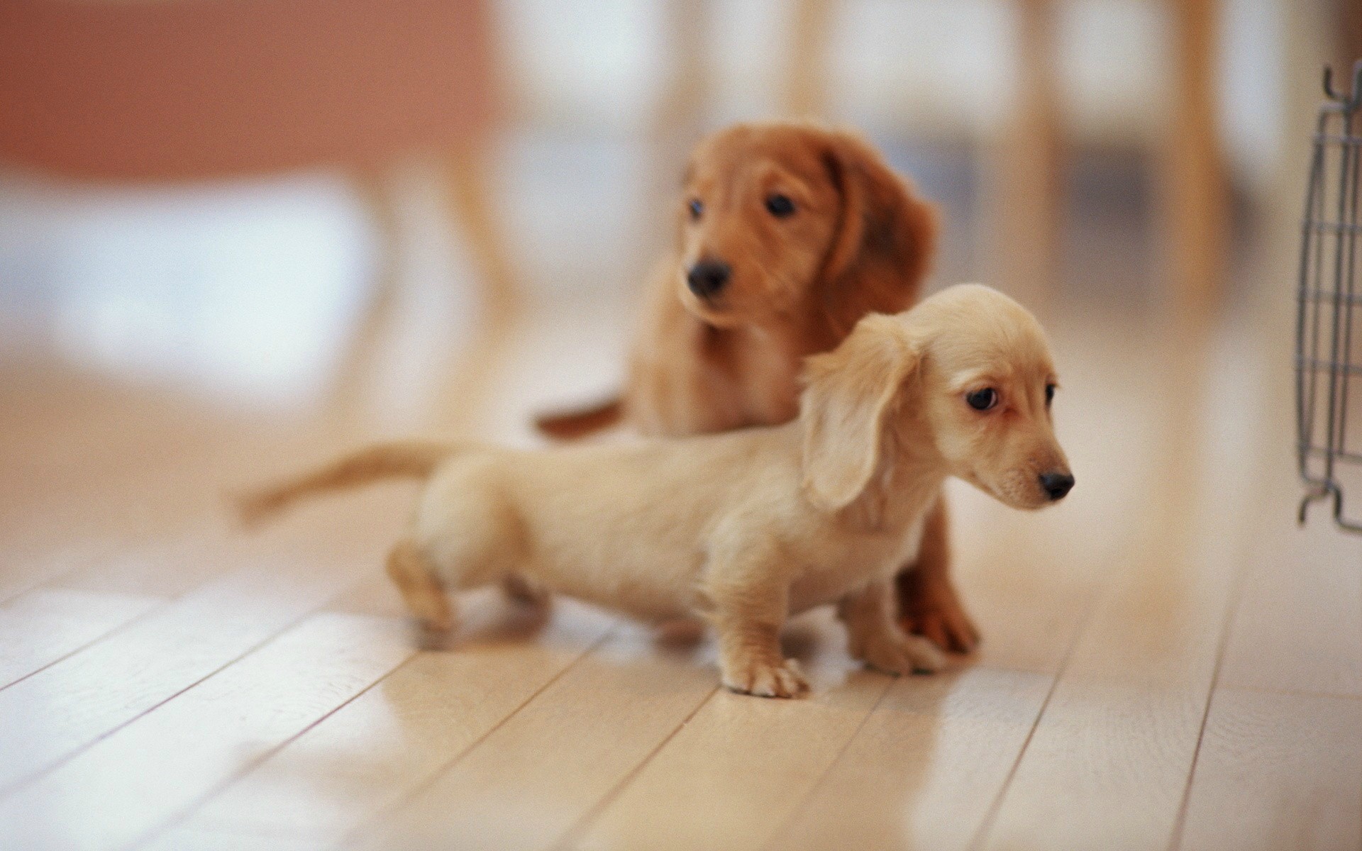 brown dachshund puppies picture