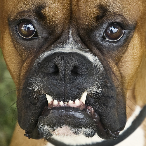funny boxer dog like predator face