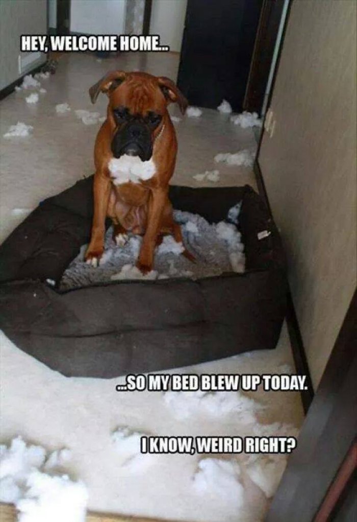 Funny Boxer Dog Meme to See
