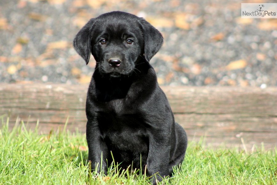 Images of black labrador puppies