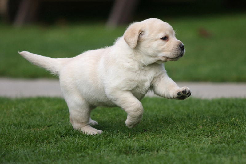 Images of labrador puppies