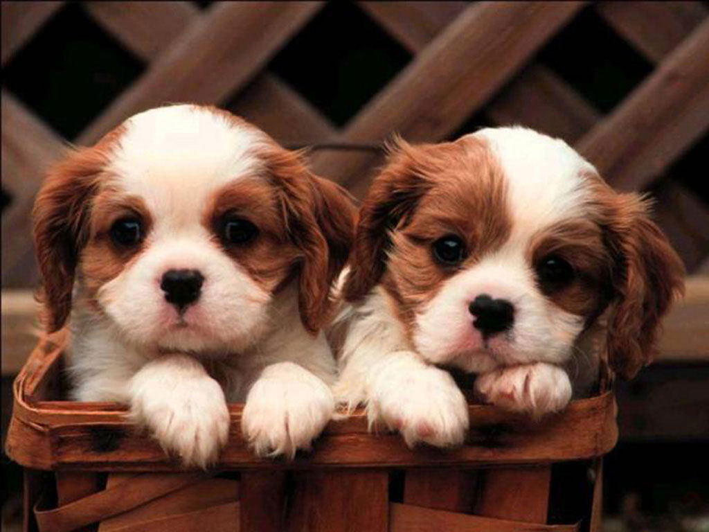 Images of king charles spaniel puppies