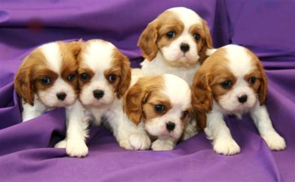 king charles spaniel puppies pictures