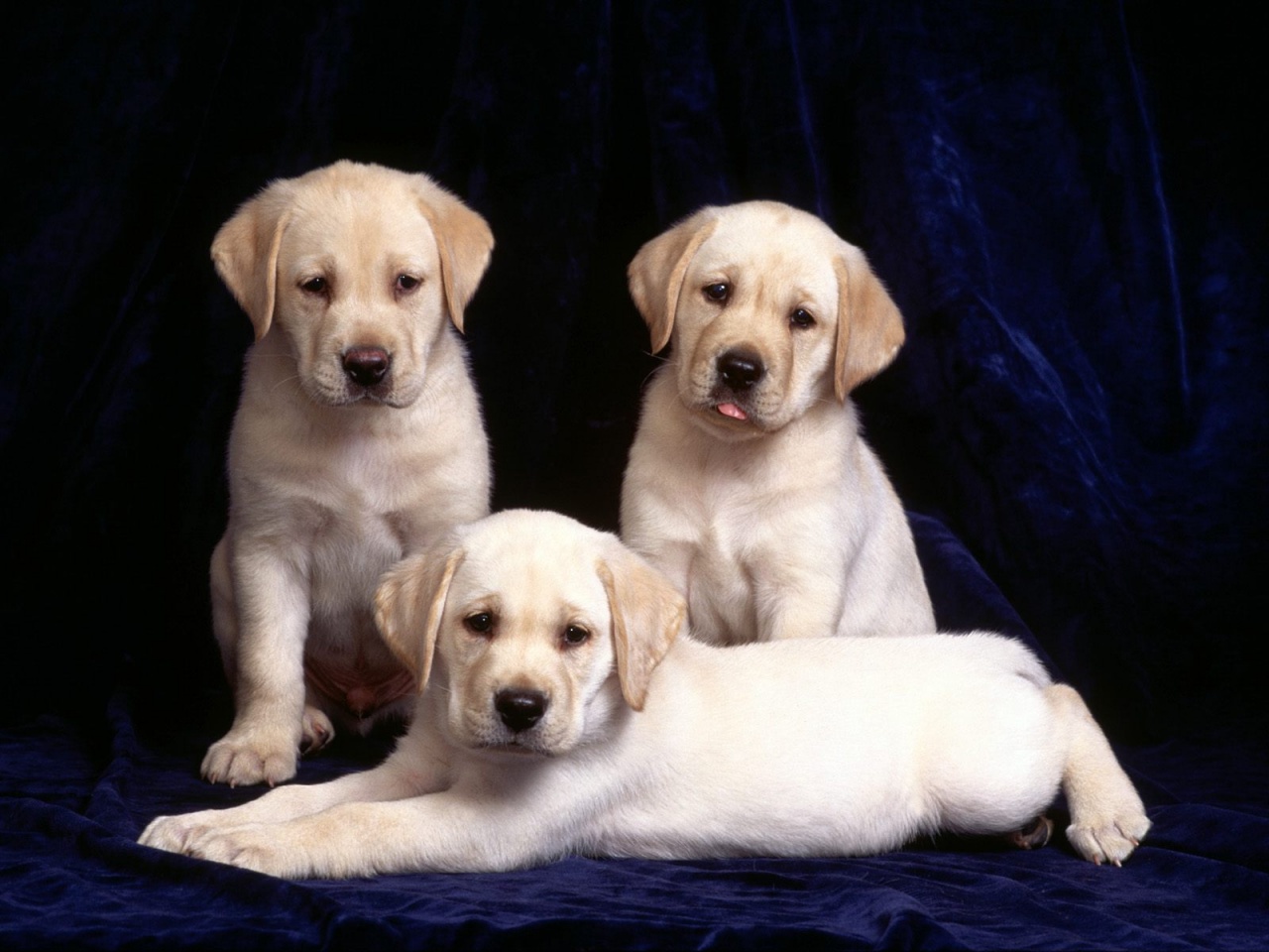 Labrador Puppies Desktop Picture