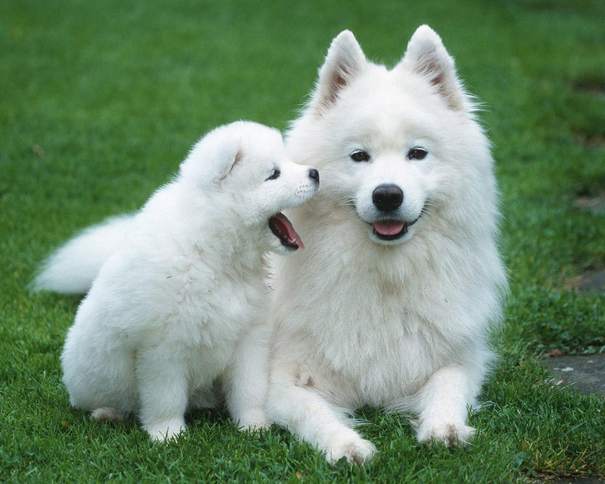Most Beautiful White Dog Breeds Picture