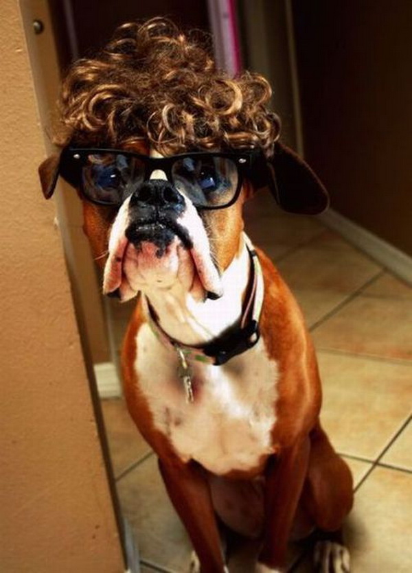 Nice hair style funny boxer dog
