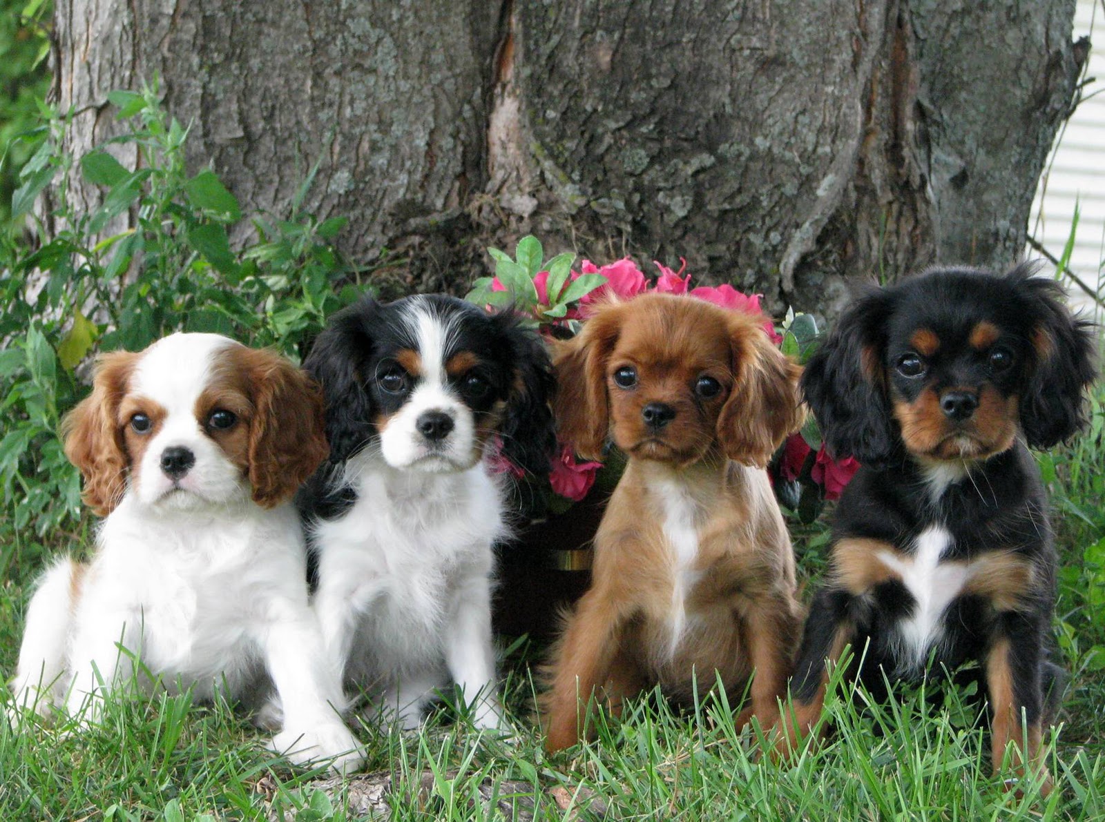 pictures of king charles spaniel puppies