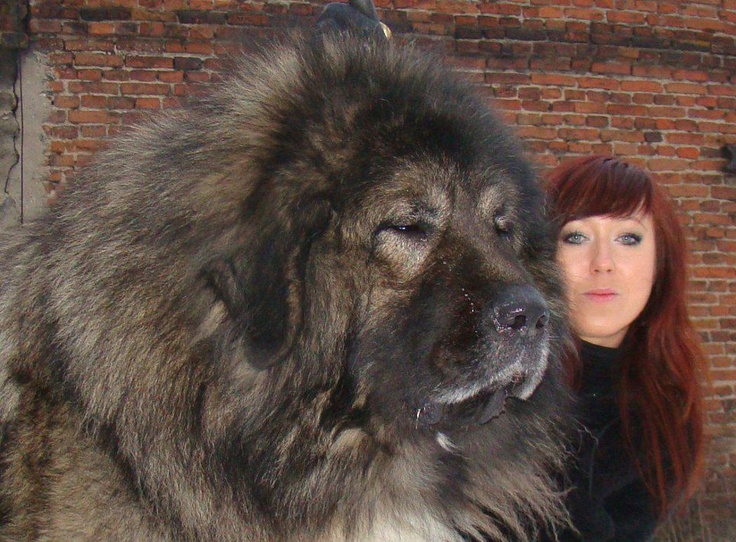 russian caucasian shepherd dog close up picture