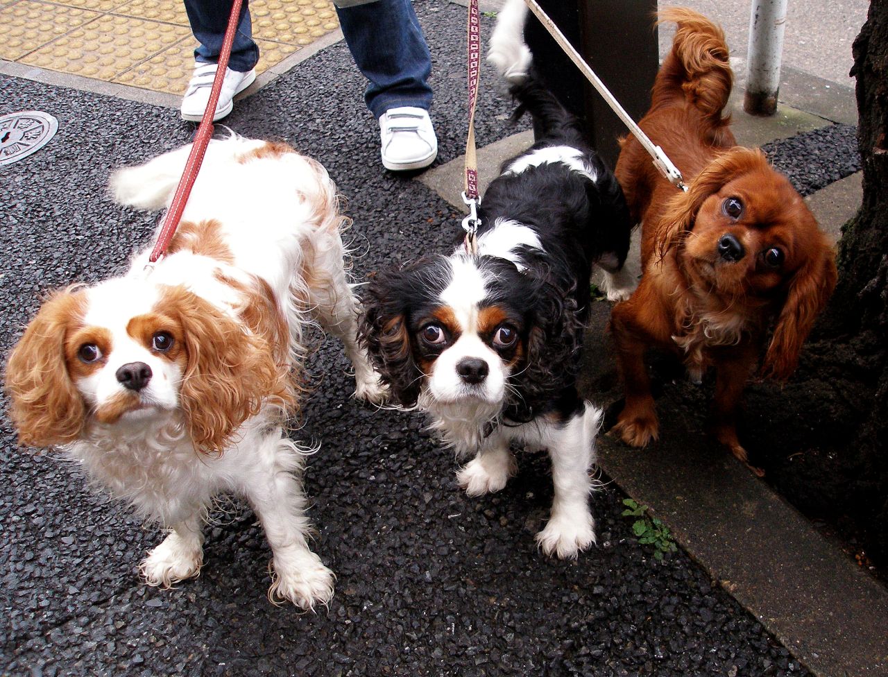 Add photos Three King Charles Spaniel dogs in your blog: