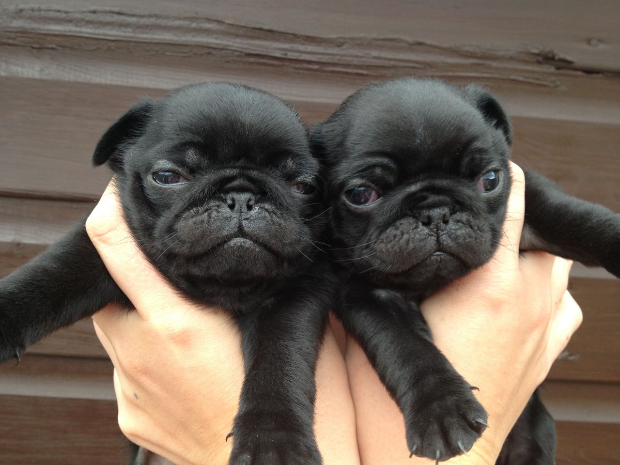 Adult Pugs Picture
