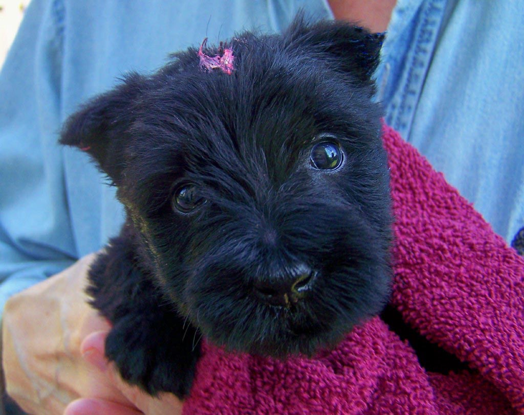 Akc Scottish Terrier Puppies Picture