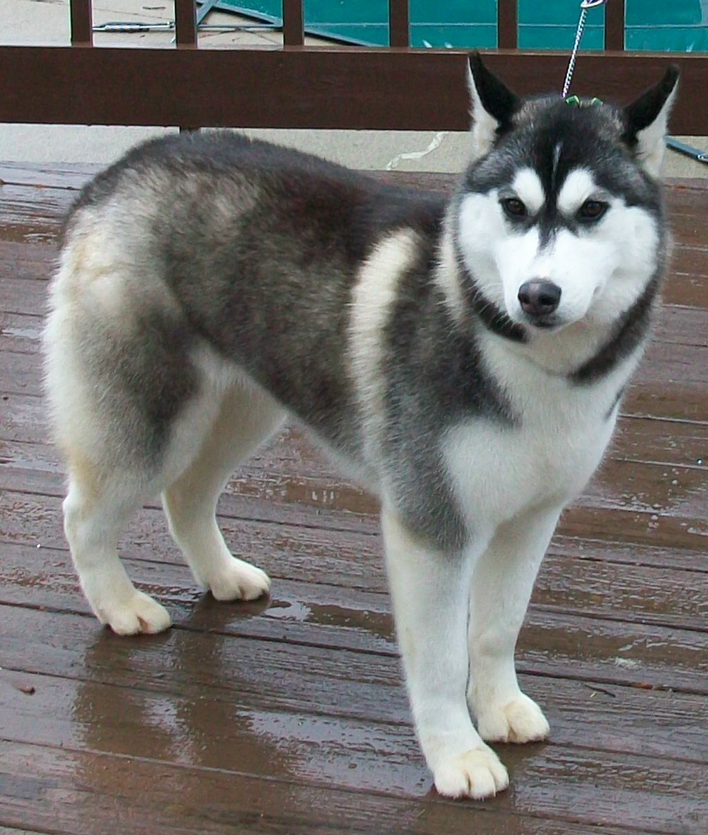 All White Siberian Husky Picture