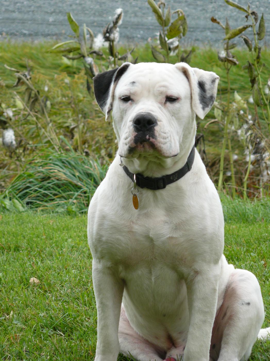 Amazing Pitbull American Bulldog Mix in the world Don t miss out 