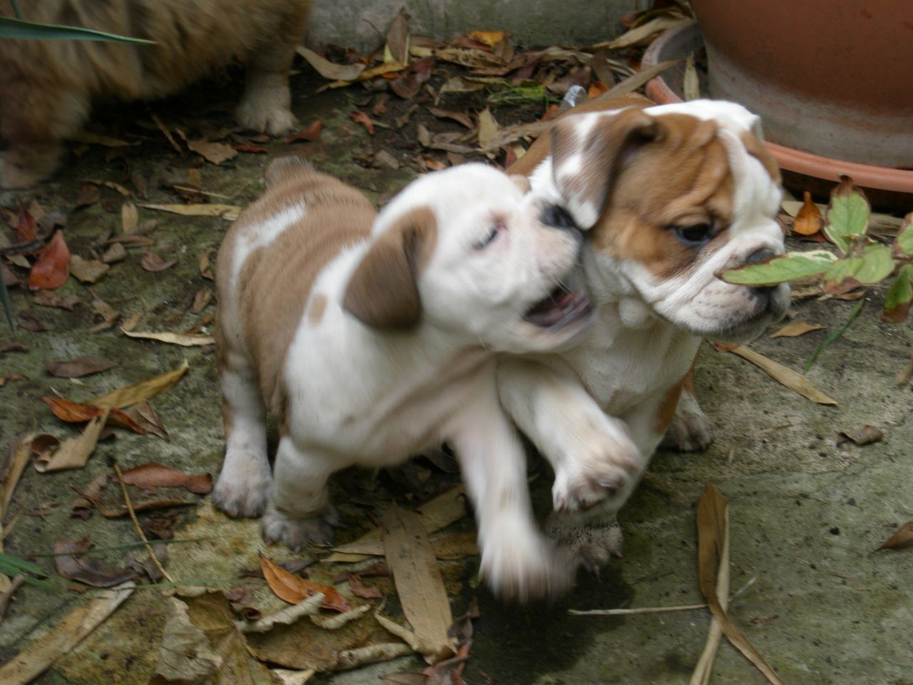 American Bulldog Puppies Picture Maryland