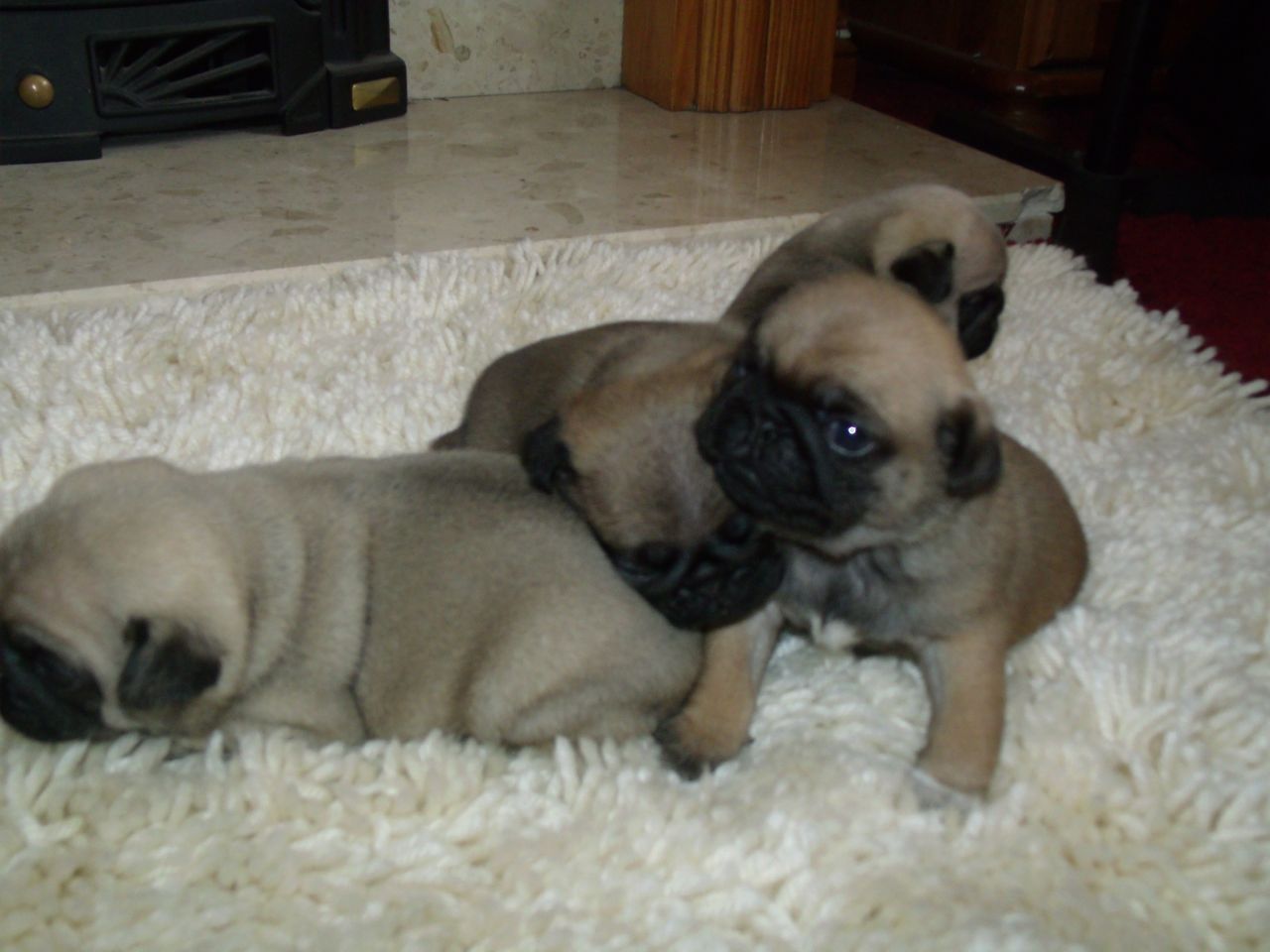 Apricot Pug Puppies Picture