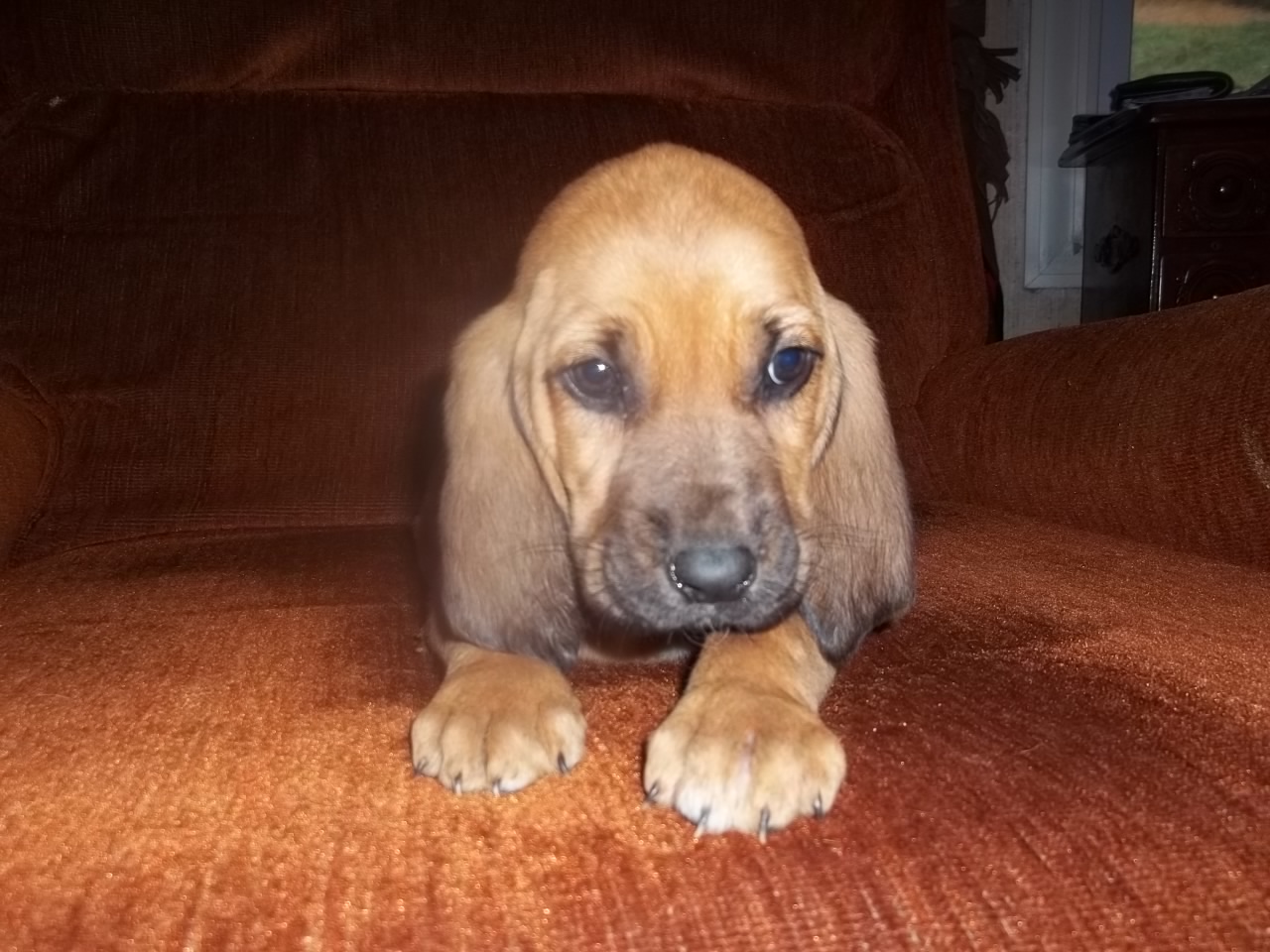 Baby Bloodhounds Picture