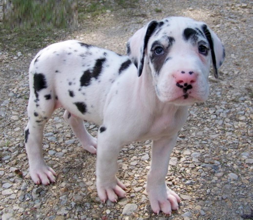 Baby Great Dane Puppies Picture