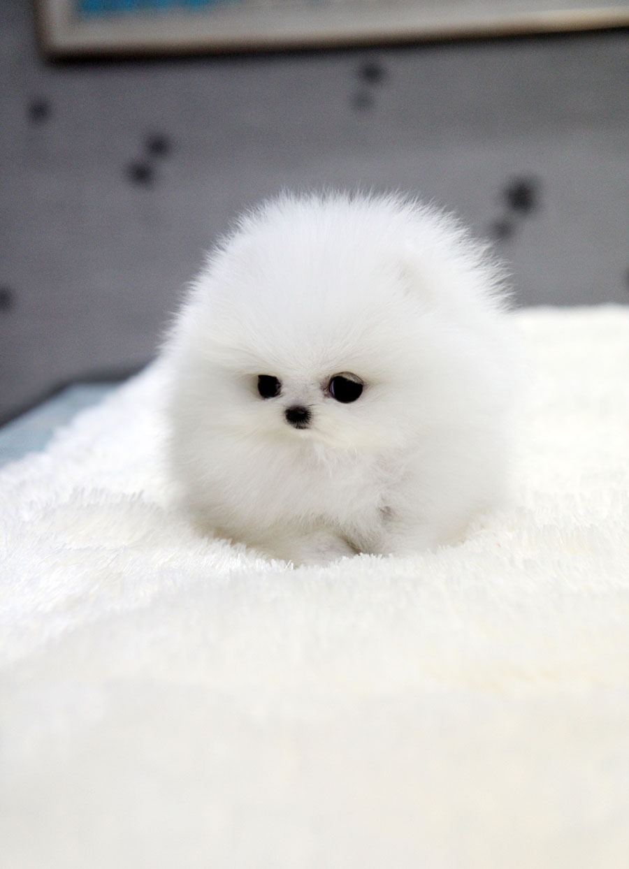 Baby Pomeranians Picture