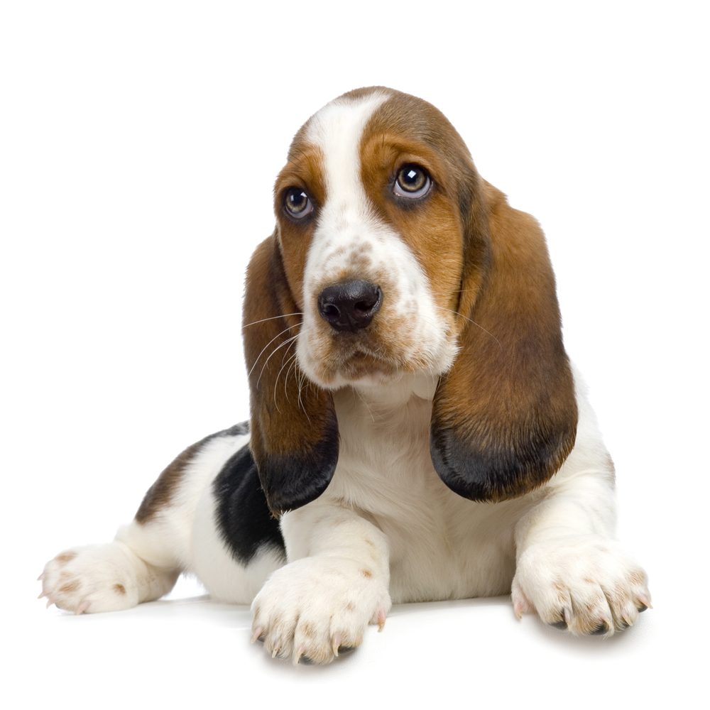 Basset Hound Puppies Picture Ny