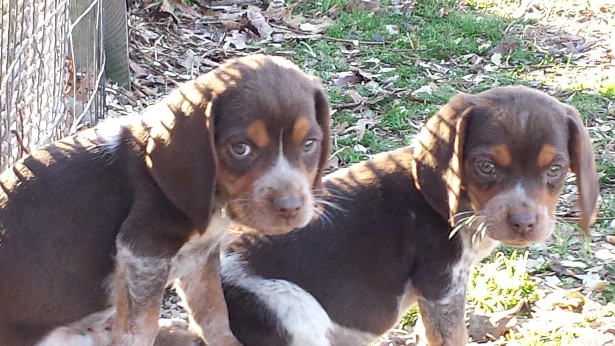 Beagle Puppies Picture Alabama