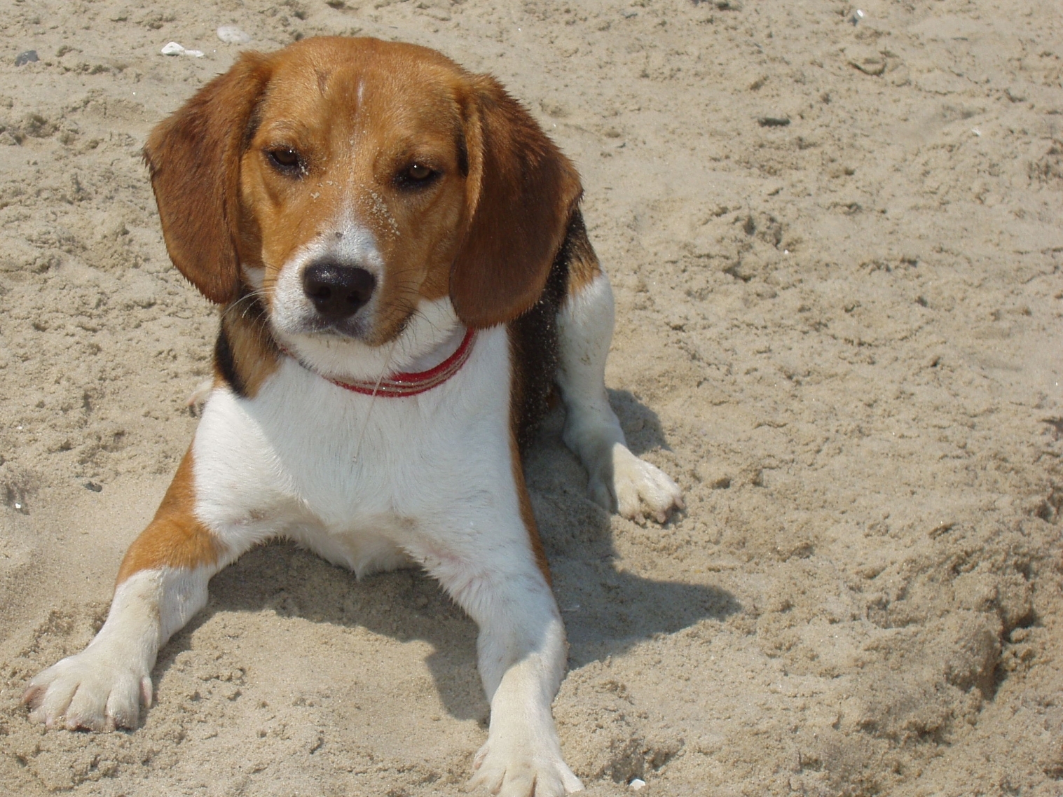 Beagle Pups Picture Pa