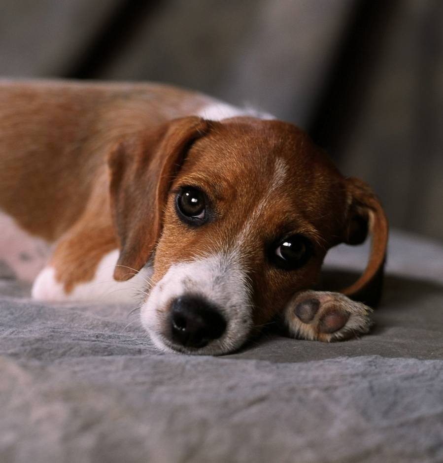 Beagle Terrier Mix Puppies Picture