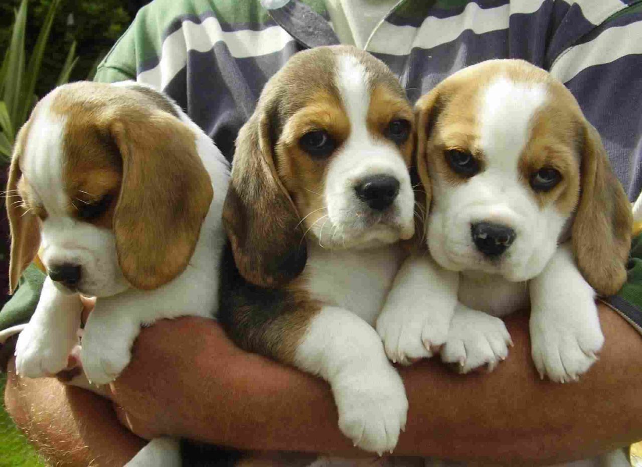 Beagles Picture Ma