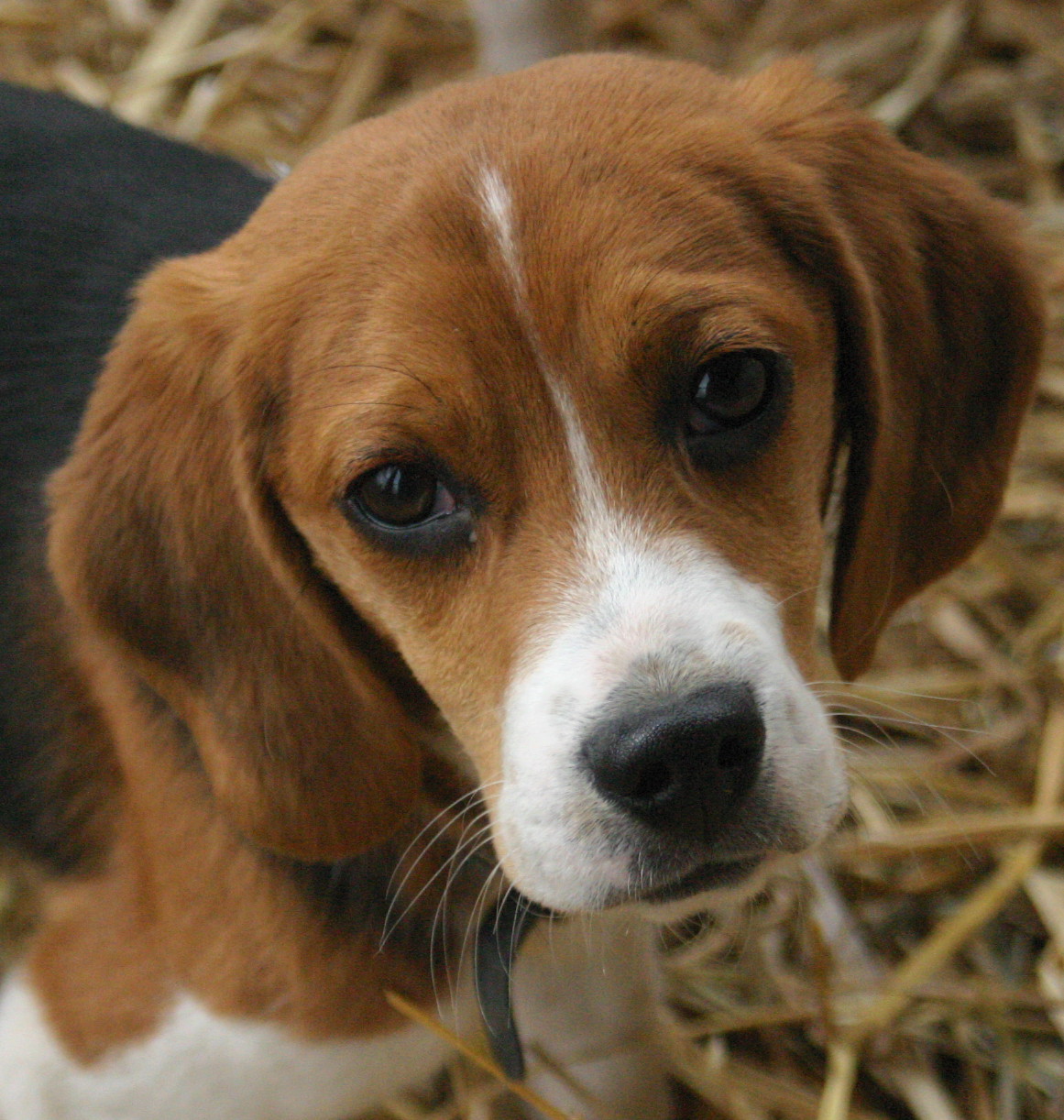 Beagles Picture Missouri