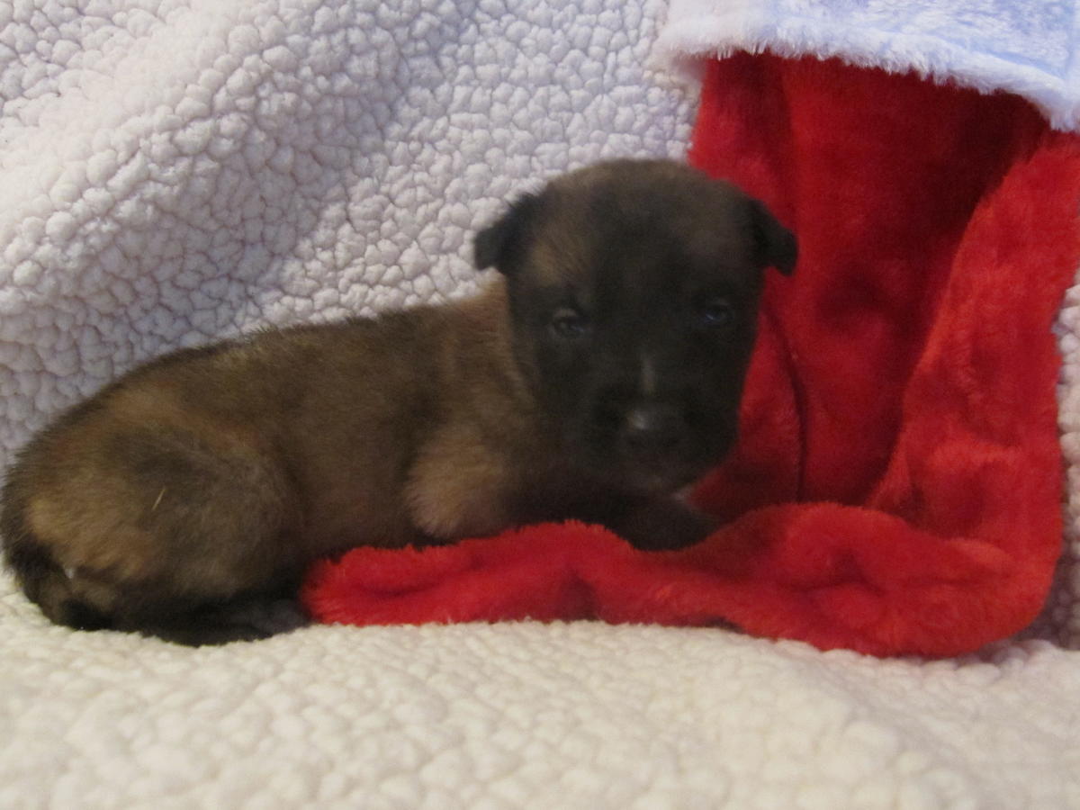 Belgian Malinois Puppies Picture Nc