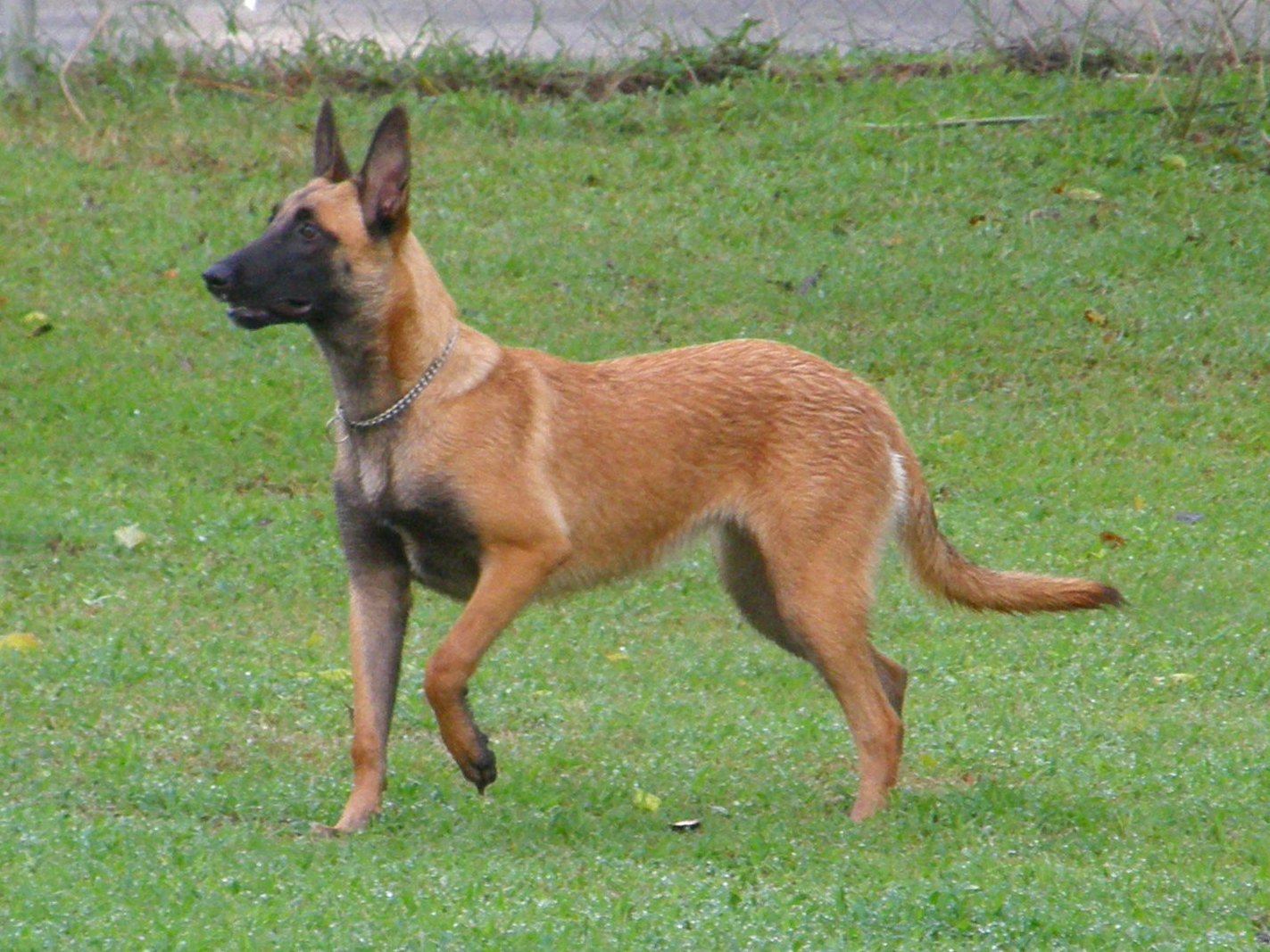 Belgian Malinois Puppies Picture Nc