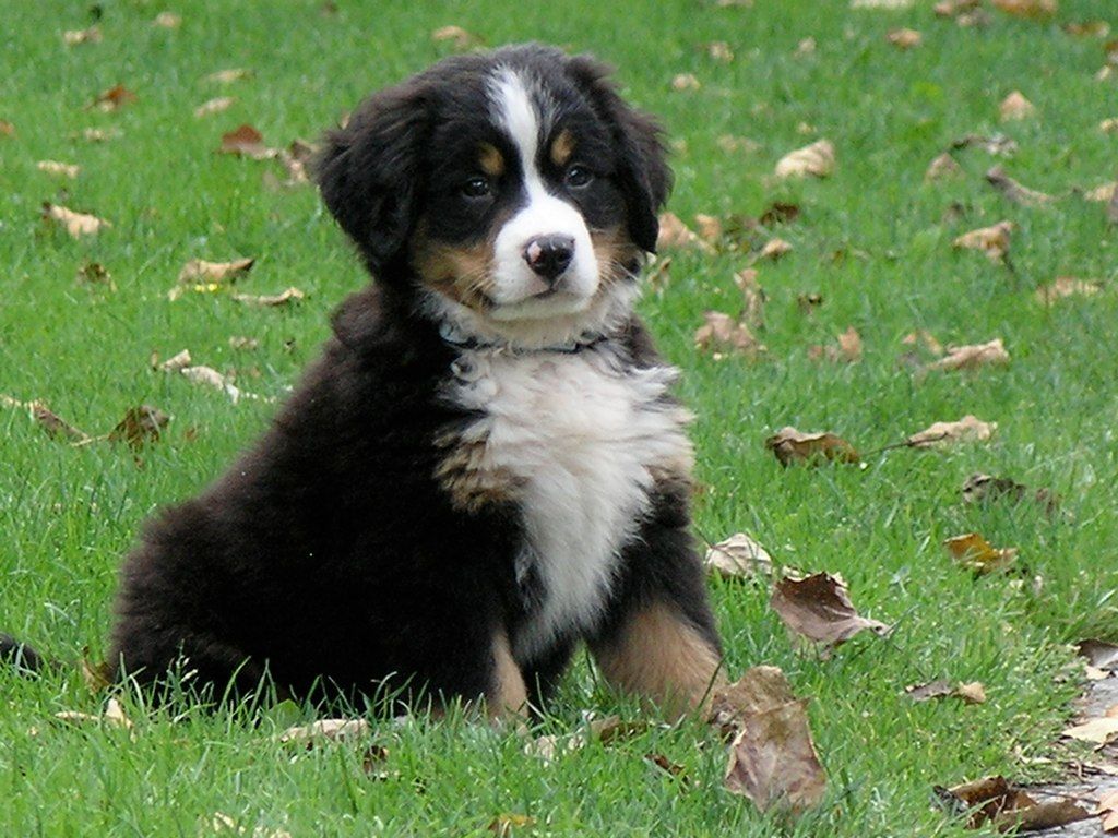 Bernese Mountain Dog Puppies Picture Ny