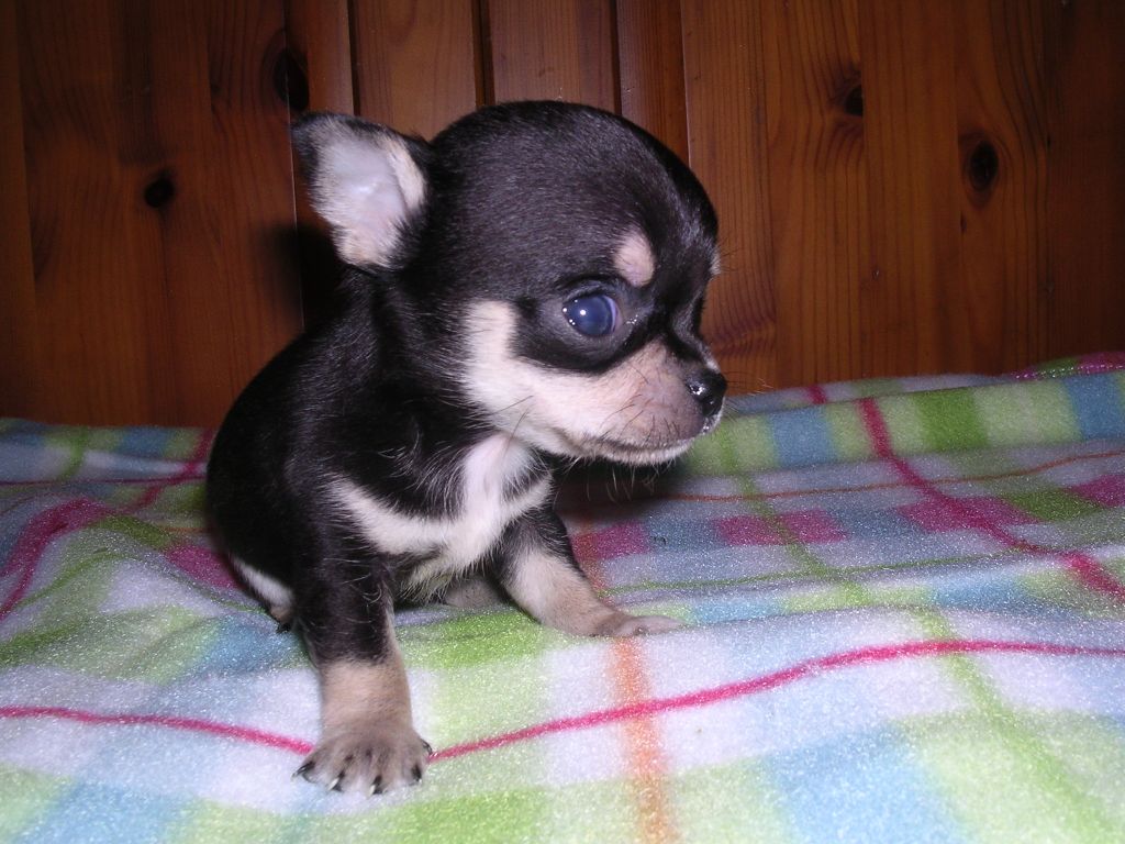 Black And Tan Chihuahua Puppies Picture