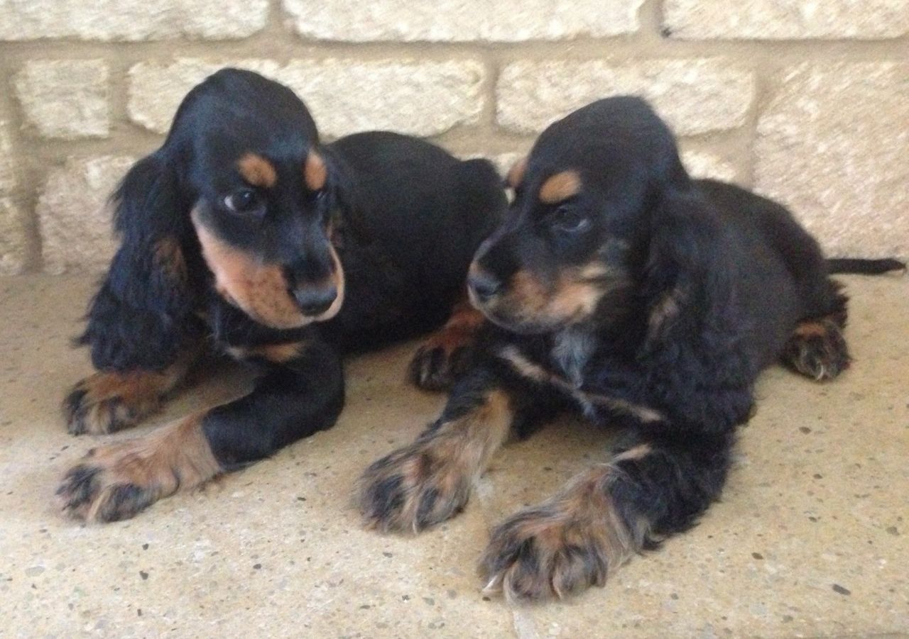 Black And Tan Cocker Spaniel Puppies Picture