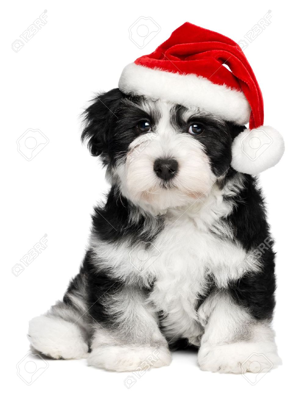 Black And White Havanese Puppies Picture