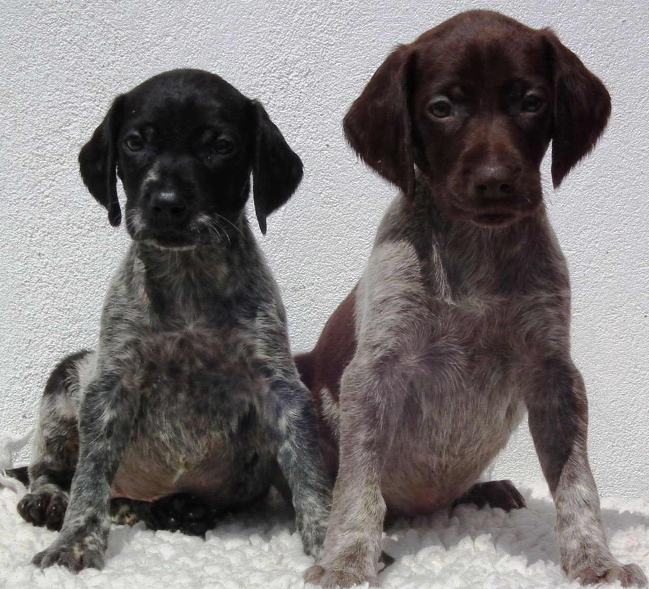 Black German Shorthaired Pointer Puppies Picture