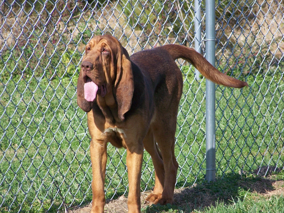 Bloodhounds Picture Louisiana