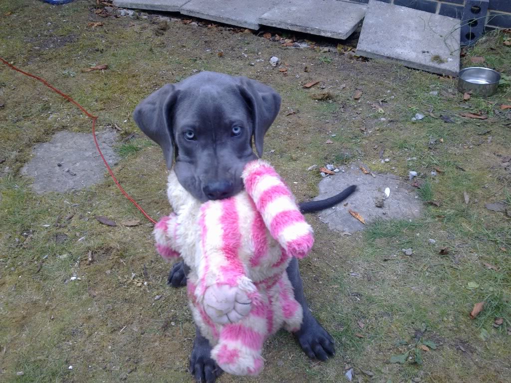 Blue Eyed Great Dane Puppies Picture